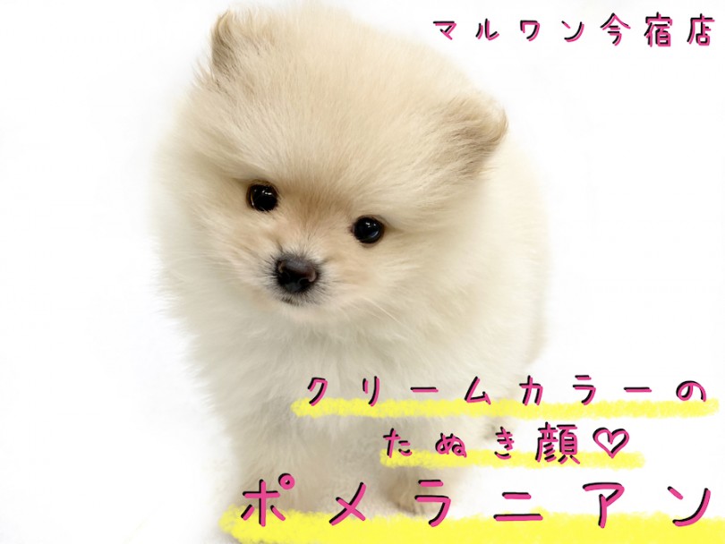 【 ポメラニアン 】パパさん支持率NO1犬種！クリームカラーのたぬきポメ！
