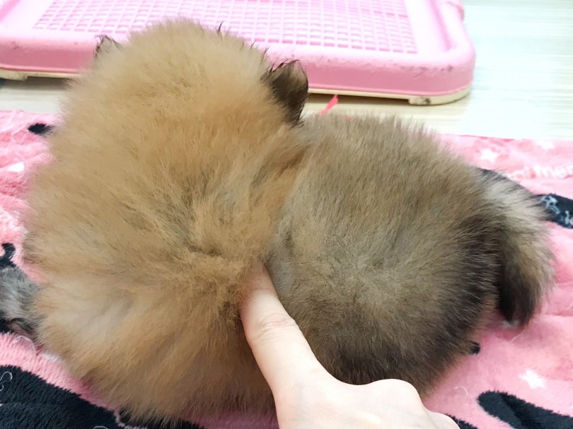 もこもこ！たっぷりな毛量！！ | ポメラニアン （119233）- 梅島店