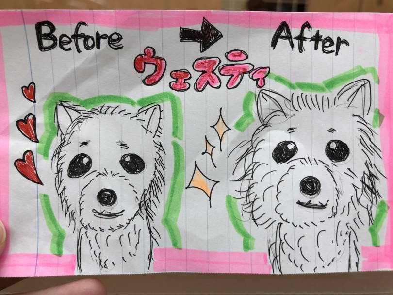 成長するとこんな感じになります♪ | ウェストハイランドホワイトテリア （150112） - 東川口店