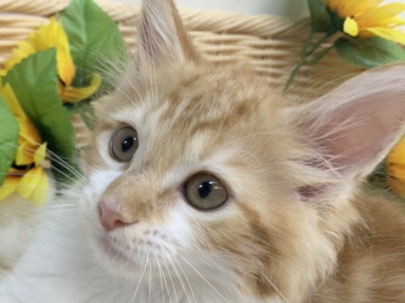 目の周りの白いラインがより一層イケ猫を際立たせております | メインクーン （6130954） - 大倉山店