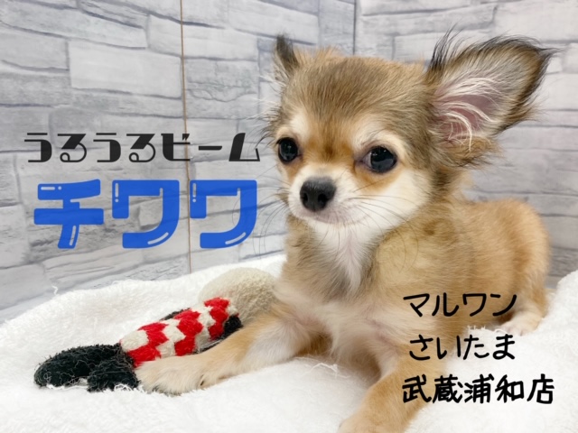 【 チワワ 】うるるん♪小さめサイズ！その生活に必要な用品もご紹介！！