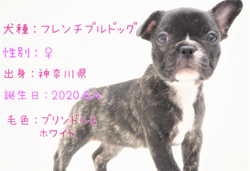 『ブサカワ』で有名！ | フレンチブルドッグ （150104） - 東川口店