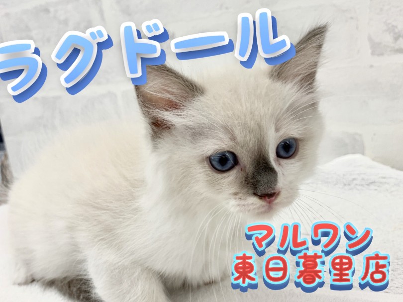 【 ラグドール 】青い瞳のイケメン、超甘えん坊キャット！！