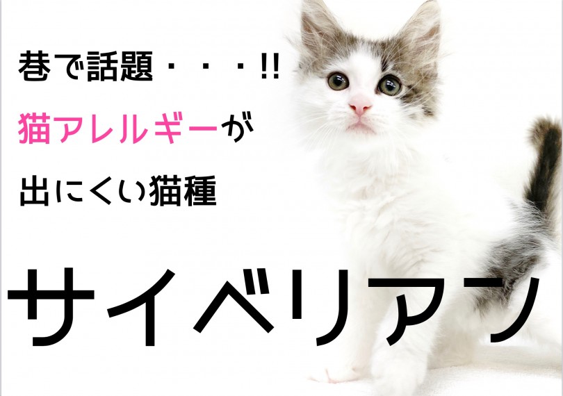 【 サイべリアン 】巷で話題・・・！！猫アレルギーが出にくいゴージャス猫ちゃん！