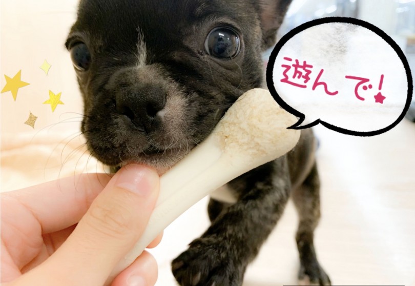 遊んでもらうのが大好き | フレンチブルドッグ （150104） - 東川口店