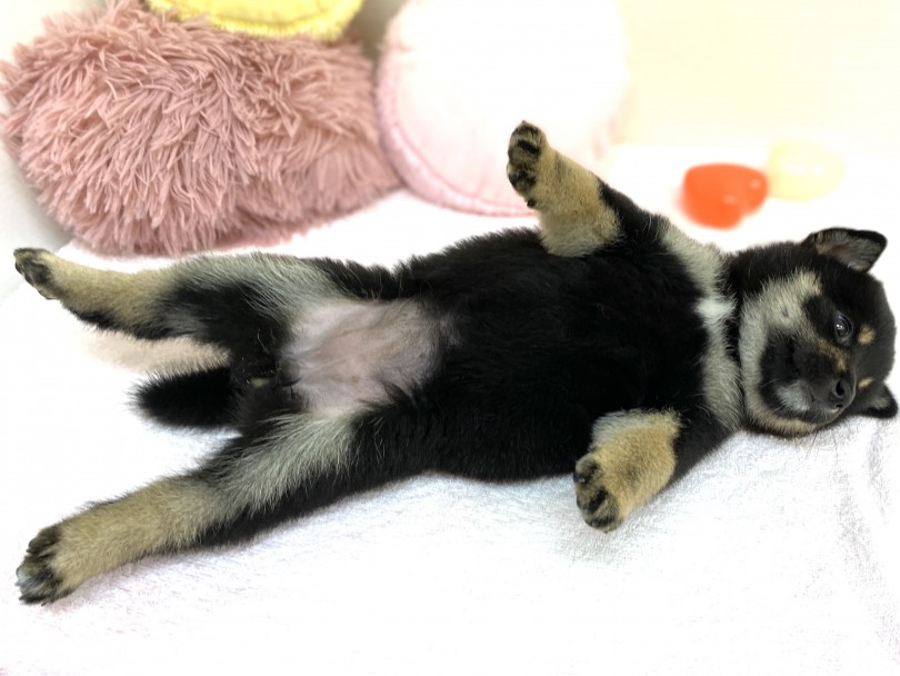 性格はとてもマイペース | 柴犬 （6130961） - 大倉山店