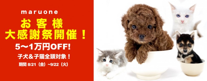 【 お客様大感謝祭 】5~1万円プライスダウン！全店・全頭対象！