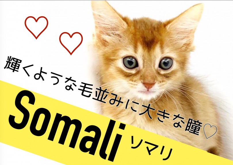 【 ソマリ 】輝くようなティッキングの毛並みと大きなアーモンドアイ！