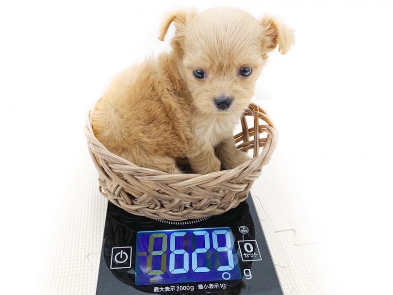 生後50日時点での体重は629g | MIX チワプー （814623） - 相模大塚店