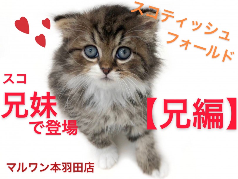 【 スコティッシュフォールド 】兄妹愛が凄すぎる！！おっとり性格の兄編