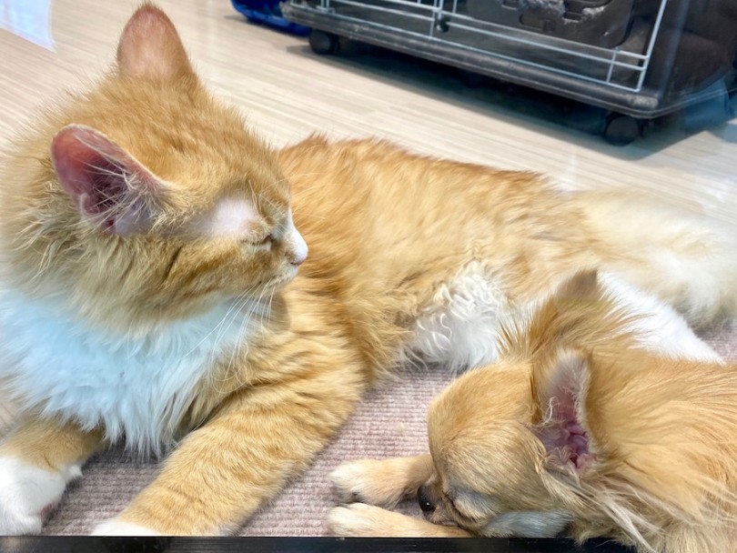 仲良くなると、こんな愛らしい姿をそばで見守る事が出来ちゃいますよ♡ | ラガマフィン （120252） - 今宿店