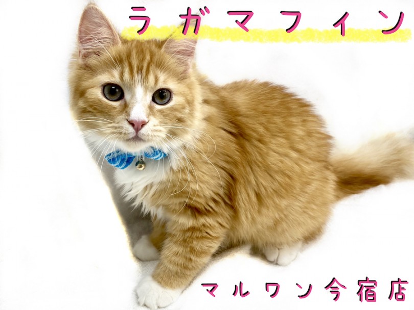 【 ラガマフィン 】ワンちゃんとの多頭OK！おっとり穏やかゴージャスニャンコ！