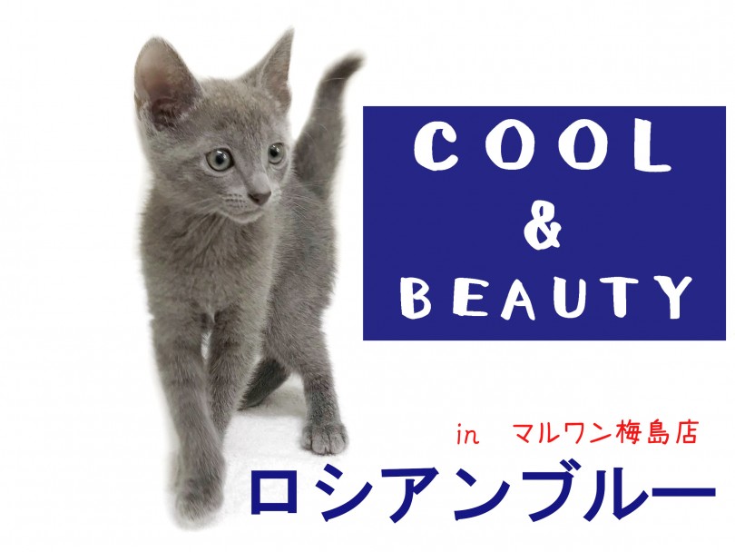 【 ロシアンブルー 】甘えてくれる猫！抱っこ好きになる3つのポイント！