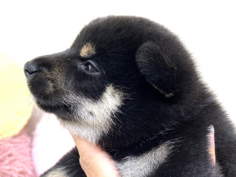 お鼻もツヤツヤに真っ黒♡ | 柴犬 （6130961） - 大倉山店