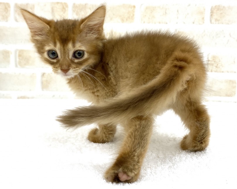 猫を始めてお迎えする方におすすめできる猫種です。 | ソマリ （713726） - 鶴見店