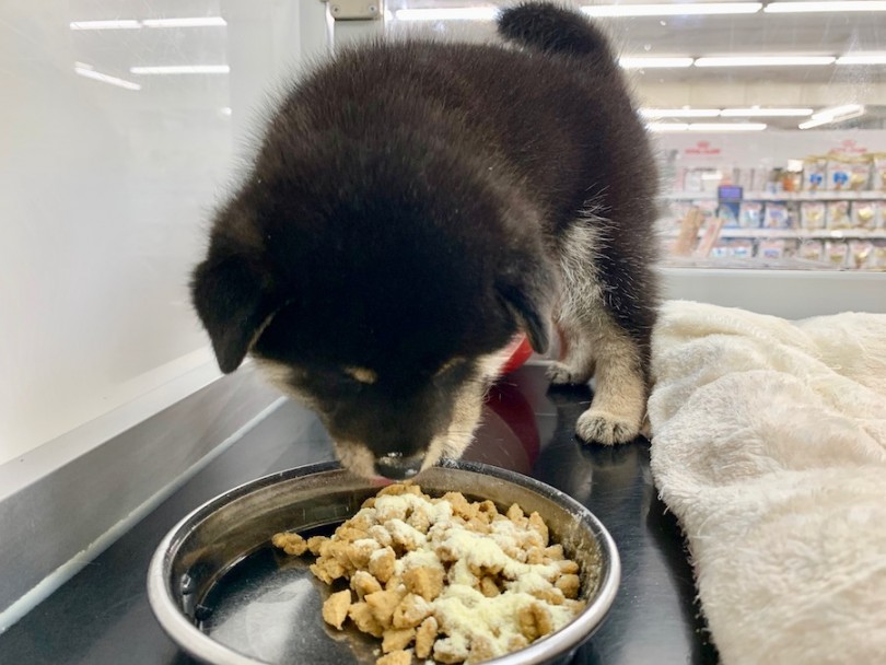 お食事中の柴ちゃん | 柴犬 （814627） - 相模大塚店