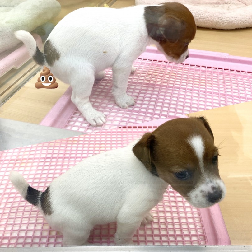 入店2日目からトイレ成功率高め！！ | ジャックラッセルテリア （118487） - 城山店