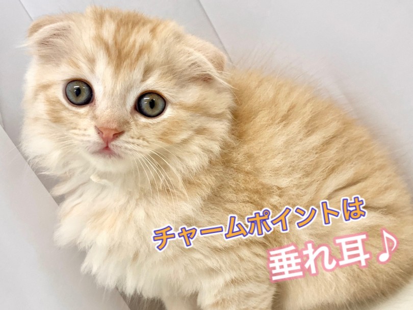 垂れ耳になる確率はなんと全体の3割 | スコティッシュフォールド （150106） - 東川口店