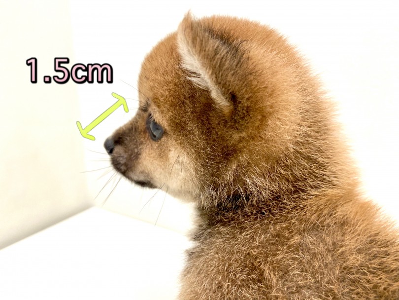 マズルの長さがポイント 実寸 1.5cm | 豆柴 （150110） - 東川口店