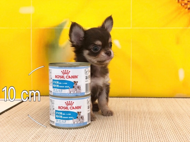 成犬時は2kg前後と予測 | チワワ （311956） - 港北ニュータウン店