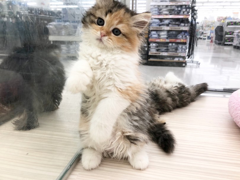 妹ちゃんは猫じゃらしで遊ぶことが大好き | スコティッシュフォールド （512685） - 本羽田店