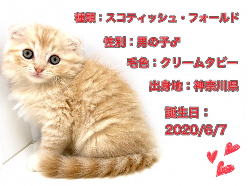スコちゃん兄妹 お兄ちゃんのパーソナルデータ | スコティッシュフォールド （150106） - 東川口店