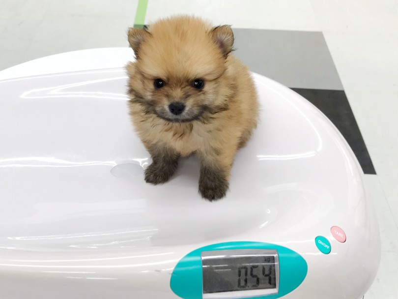 生後54日で540gの小さいボディ！ | ポメラニアン （119233）- 梅島店