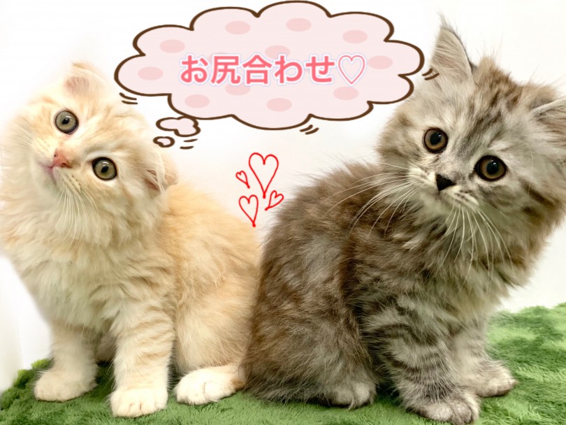 理想の多頭飼い！相性という壁はなんなくクリア！ - 兄妹で同時に迎えるメリット | スコティッシュフォールド （150107） - 東川口店