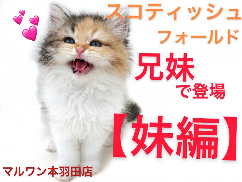 【 スコティッシュフォールド 】兄妹愛が凄すぎる！！愛嬌たっぷり妹編