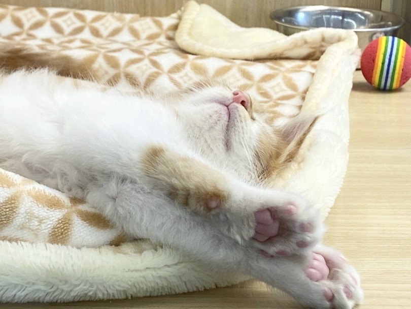 猫はコタツで丸くなる？ | メインクーン （6130954） - 大倉山店