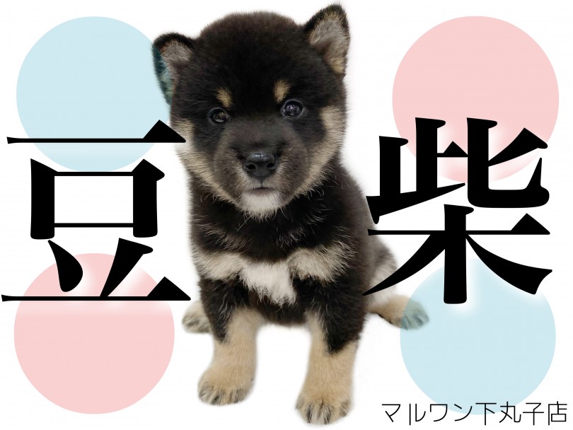 【 豆柴 】憧れの和犬ライフが実現！！ミニマム黒豆柴はやっぱり可愛かった！