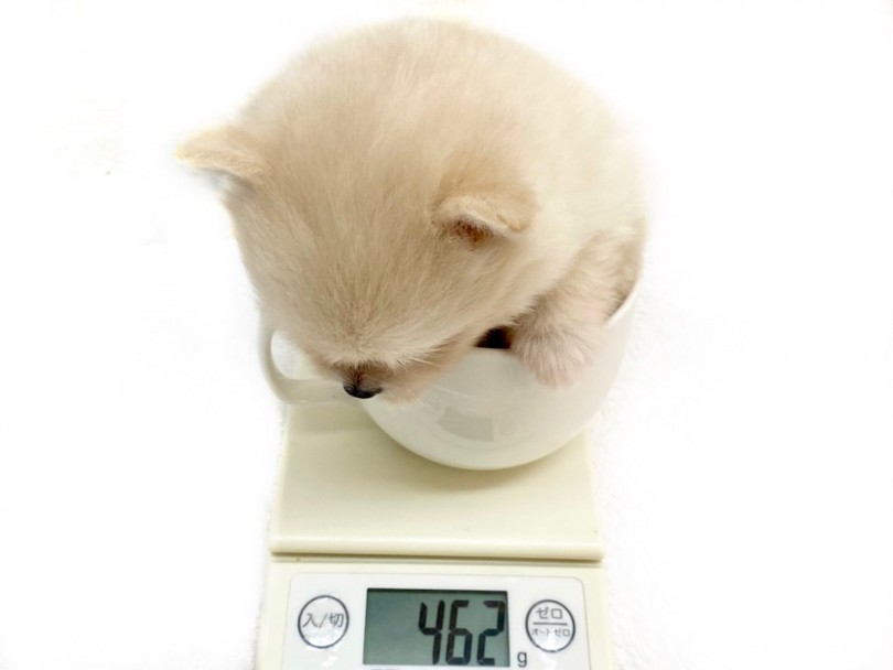 成犬時は1.5~2.5kg前後を予想 | ポメラニアン （120307） - 今宿店