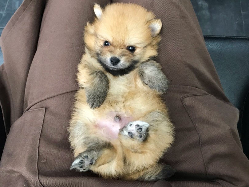 ワンちゃんを抱っこしてあげるベストタイミングとは？？ | ポメラニアン （119233）- 梅島店