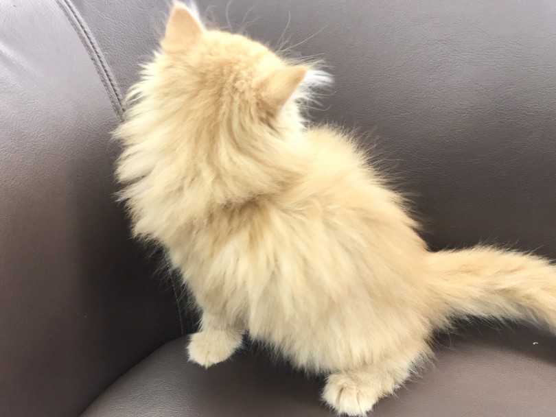 ふわふわボリュームボディは至福のさわり心地！ | ラガマフィン （914595） - 志村坂下店