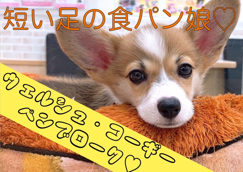 【 コーギー 】チャーミングでユーモラスな魅力！大きな立ち耳に短い足の食パン娘！
