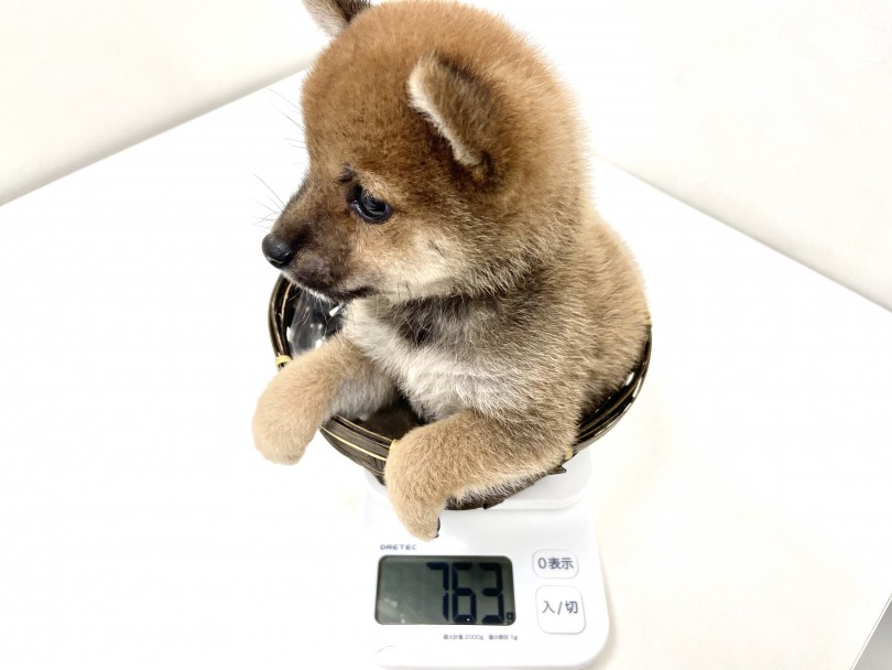 成犬時の推定は4㎏～5㎏の間を予想 | 豆柴 （150110） - 東川口店