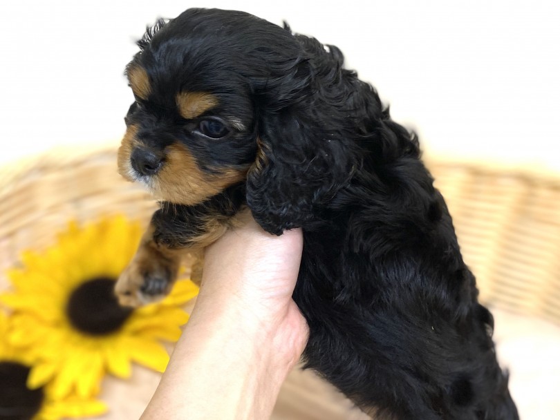 背中は全体にくせのある黒毛におおわれていて茶色い靴下を履いています | キャバリアキング・チャールズ・スパニエル （6130948）- 大倉山店