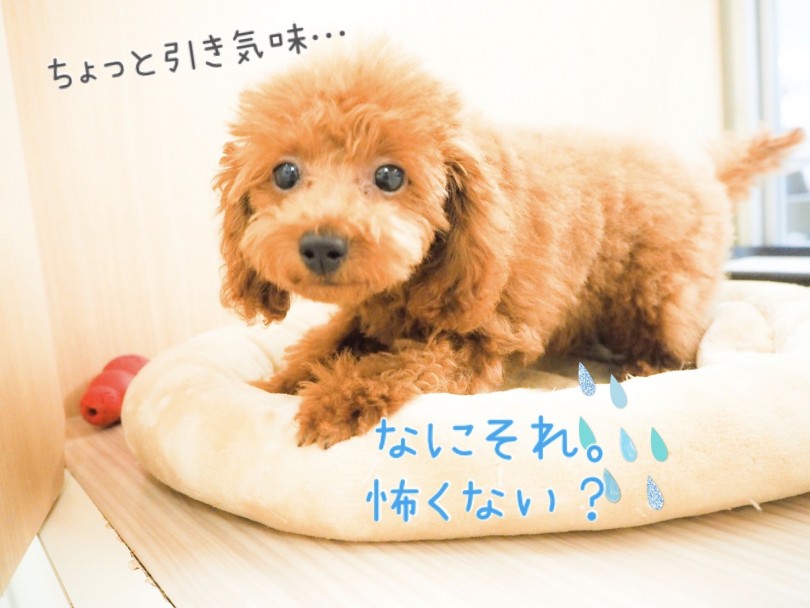 初めてリードを見たからびっくりしちゃったかな？ | トイ・プードル （150089） - 東川口店