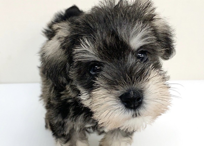 子犬ながらに凛とした姿が美しい！ | ミニチュア・シュナウザー （6130947） - 大倉山店