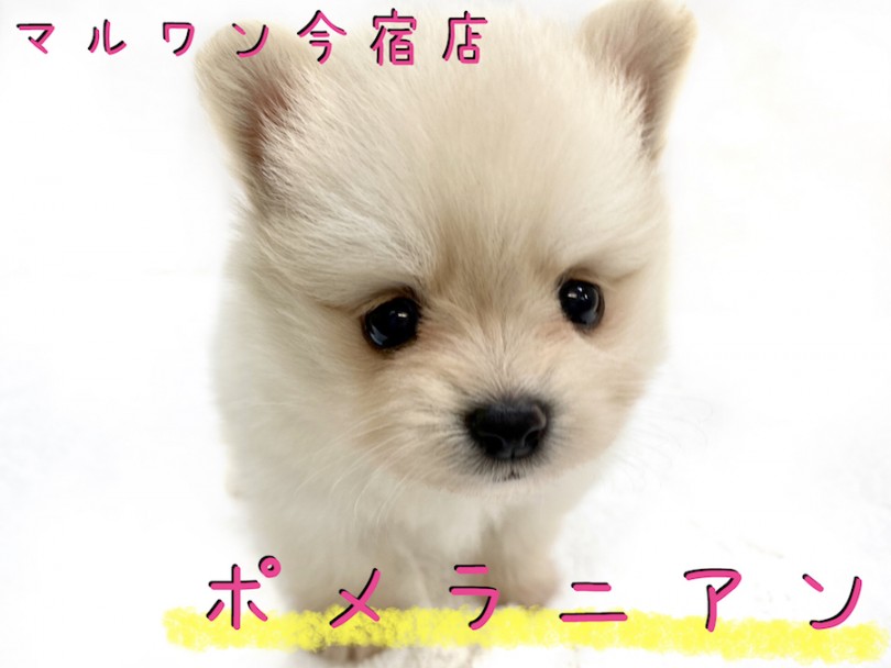 【 ポメラニアン 】クリーム・童顔フェイス・手乗りサイズのプレミアムわんこ！