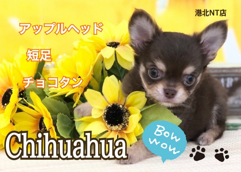 【 チワワ 】生後2ヶ月660g！小さめ、短足、美しいチョコタンカラー！