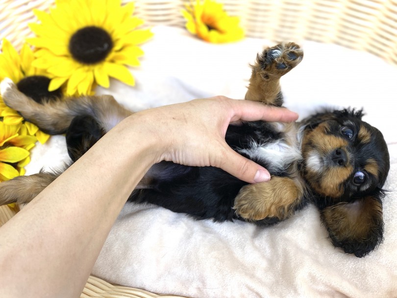 『家庭犬の鏡』と言っても過言ではない！ | キャバリアキング・チャールズ・スパニエル （6130948）- 大倉山店