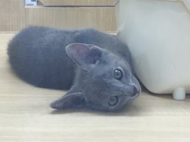 とても人懐っこい子なので、初めて飼う方でも安心 | ロシアンブルー （119232） - 梅島店