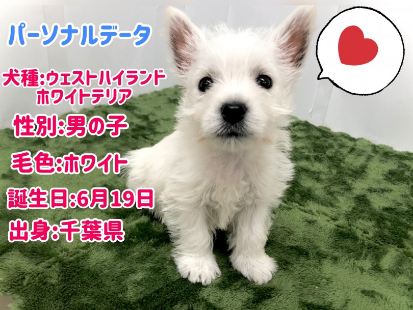 ウェスティーくんのパーソナルデータ | ウェストハイランドホワイトテリア （150112） - 東川口店