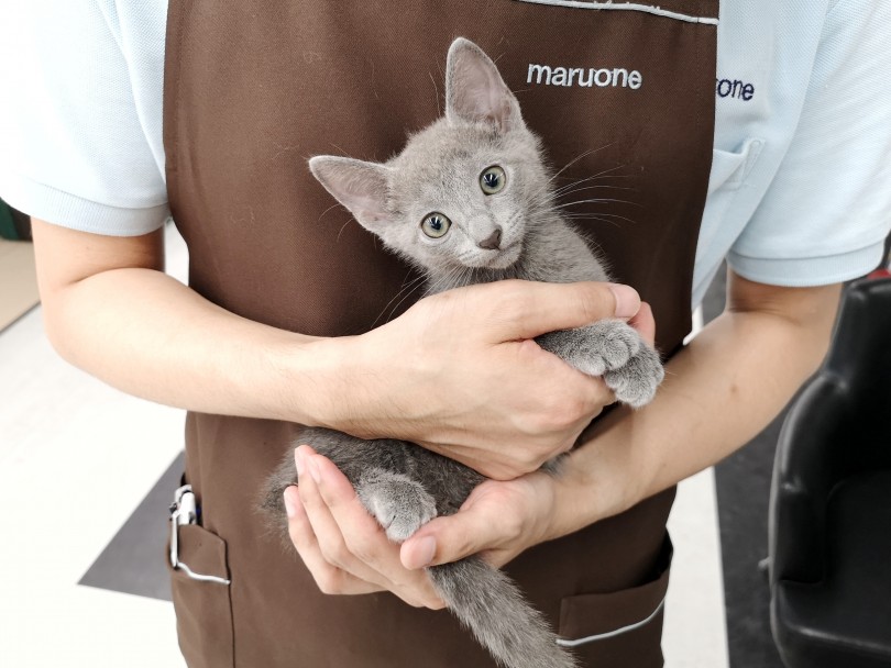 子猫が落ち着く抱っこ | ロシアンブルー （119232） - 梅島店