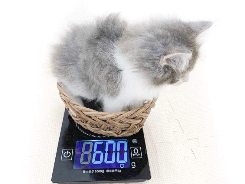成猫時には5kg前後を予想 | ノルウェージャンフォレストキャット （814624） - 相模大塚店