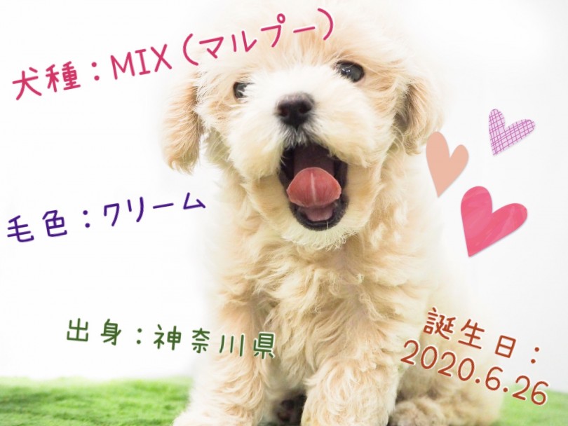 大人気のマルチーズとトイプードルのMIX | MIX マルプー （150117） - 東川口店