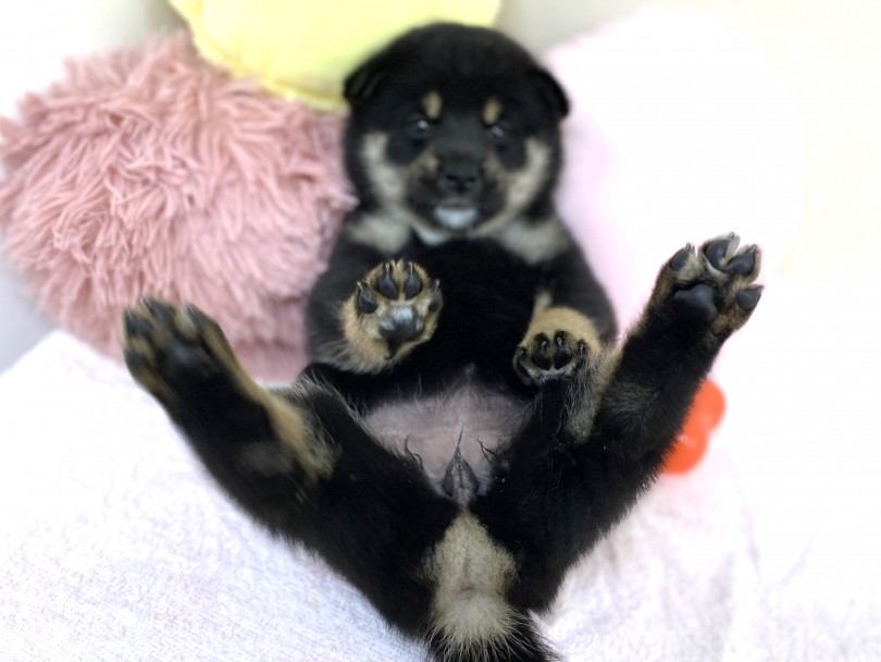 肉球も真っ黒！！しかもいい匂い！！ | 柴犬 （6130961） - 大倉山店