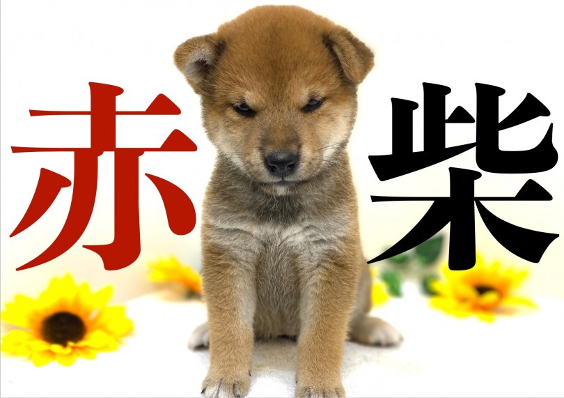 【 柴犬 】奇跡の可愛さっ！柴犬マニア絶賛のむちむちボディ！