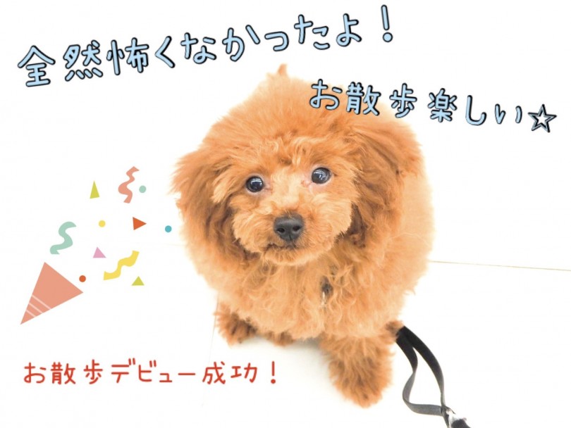 自身に満ち溢れたような表情(笑) | トイ・プードル （150089） - 東川口店